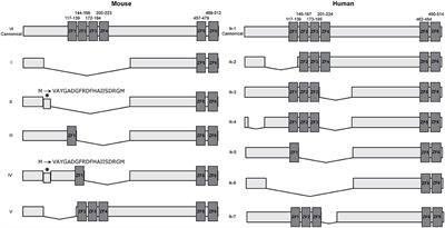 Ikaros-Associated Diseases: From Mice to Humans and Back Again